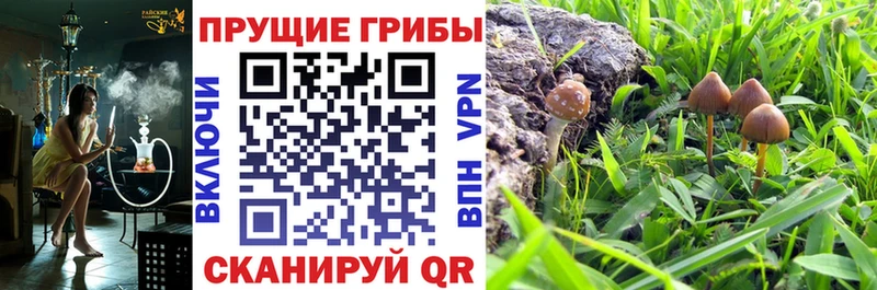 где купить наркотик Полярные Зори Псилоцибиновые грибы MAGIC MUSHROOMS